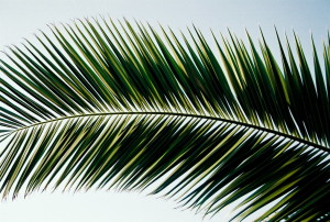 Palm_Frond