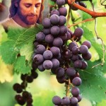 Jesus-the-truevine