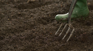 prepare the soil