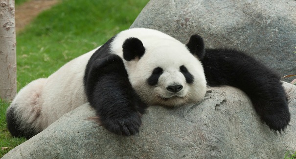 panda